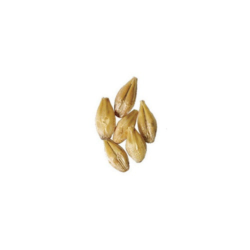 Acidulated Malt pilot brewing supply.myshopify.com
