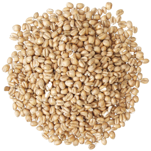 Torrified Wheat