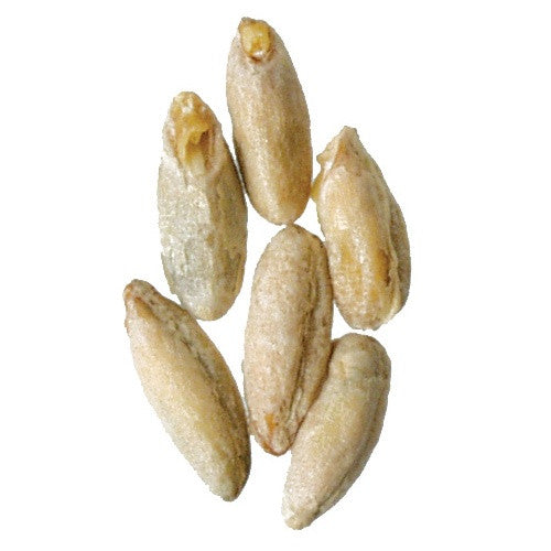 Rauch Malt - pilot-brewing-supply.myshopify.com