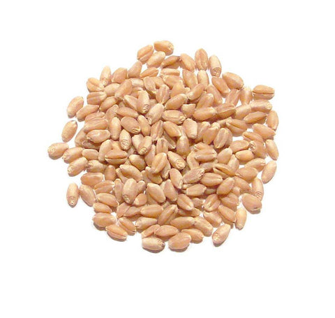Red Wheat - pilot-brewing-supply.myshopify.com