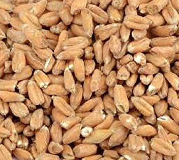 Spelt Malt - BestMalz