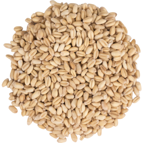 American Raw White Wheat